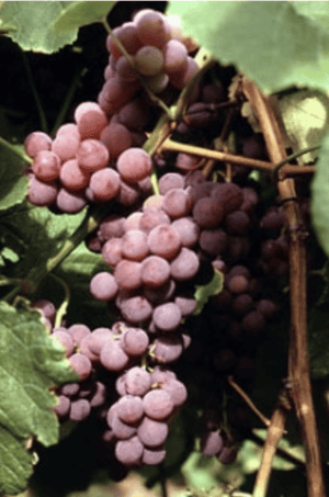 Reliance Seedless Grape